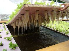 the plants are being grown in the greenhouse