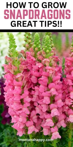 Pink and White Snapdragons with "How to Grow Snapdragons - Great Tips!" Dragonsnap Flowers, Flowers To Plant Together, Growing Snapdragons, Backyard Flower Garden Ideas, Flower Garden Tips, Landscape Ideas Backyard, Garden Ideas Flower, Snap Dragons, Flower Garden Ideas