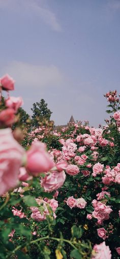 many pink roses are blooming in the field with blue sky behind them and green leaves