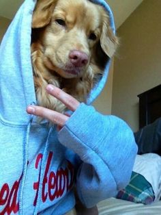 a dog that is sitting in a person's lap and wearing a blue hoodie