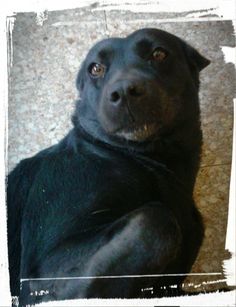 a black dog laying on the floor looking up at the camera with his paws crossed