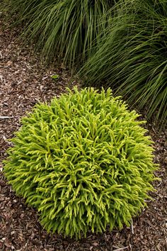 a bush with green leaves and brown mulch