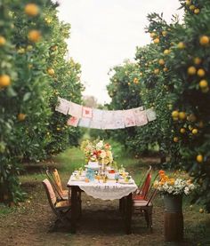 an orange grove with tables and chairs set up for a tea party in the middle