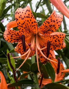 an orange flower with black spots on it