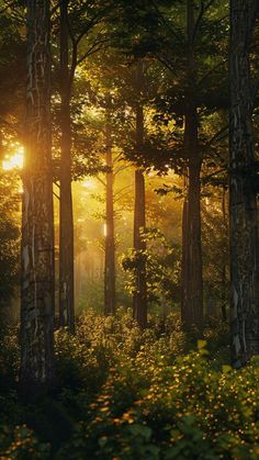 Forest Scenes Photography, Forest Pictures Aesthetic, Nature Pictures Forest, Sunset Forest Aesthetic, Beautiful Forest Wallpaper, Forests Aesthetic, Tranquility Aesthetic, Forest Green Aesthetic, Sunset In The Forest