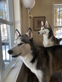 two husky dogs standing next to each other on a window sill