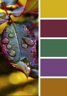 a color palette with different shades of purple, green, yellow and red leaves covered in raindrops