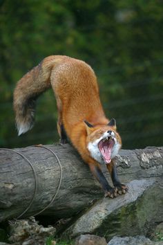 a red fox with its mouth open on top of a tree branch and the caption reads, humans make the most progress when it solves problems and illuminates or greatly