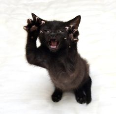 a small black kitten with spikes on its head and paws raised up in the air