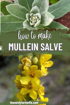 Learn how to make a mullein salve using foraged flowers and leaves. Growing Mullein, Mullein Salve Recipe, Mullein Recipes, Make Your Own Medicine, Mullein Oil, Purslane Salve Recipe, Mullein Uses, Mullein Plant, Homemade Salves And Balms