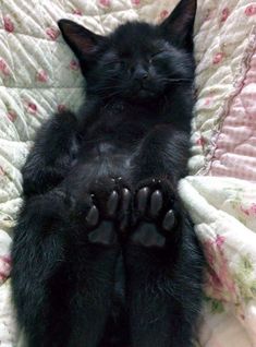 a small black cat laying on top of a bed with it's paws stretched out