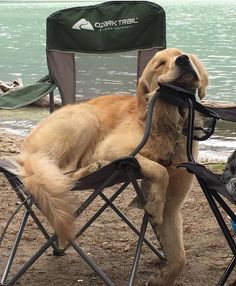 a dog is sitting in a folding chair on the beach with his head resting on its paws