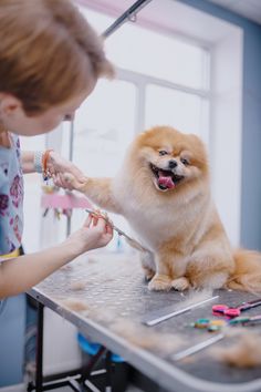 a small dog getting its hair cut by a woman