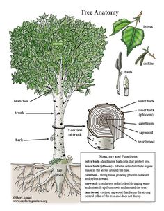 the parts of a tree that are labeled in this diagram, including roots and leaves