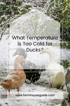 ducks in the snow with text overlay saying what temperature is too cold for ducks?