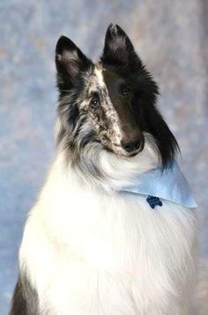 a black and white dog with a blue bow tie sitting in front of a wall