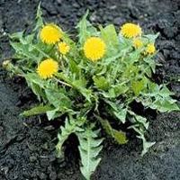 some yellow flowers are growing out of the ground