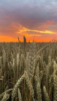 the sun is setting over a wheat field