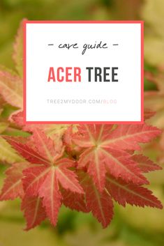 red leaves with the words care guide acer tree