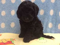 a small black dog sitting on top of a blanket