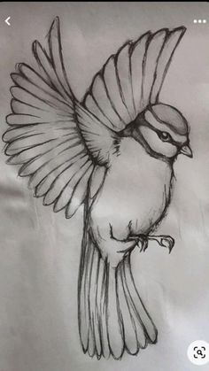 a drawing of a bird with its wings spread