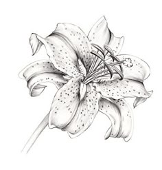 a pencil drawing of a lily flower on a white paper with the words, i love you