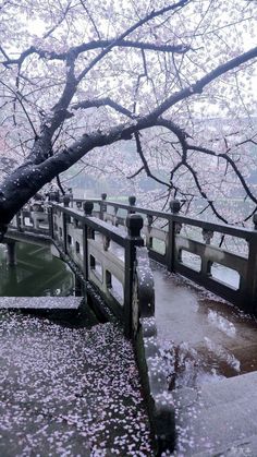 the bridge is covered in pink flowers as it crosses over the water on a rainy day