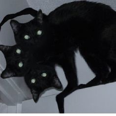 three black cats with glowing green eyes sitting on top of a wall