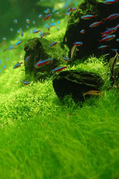 an aquarium filled with lots of green grass