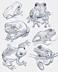 four different types of frogs sitting on top of each other, with one frog looking at the