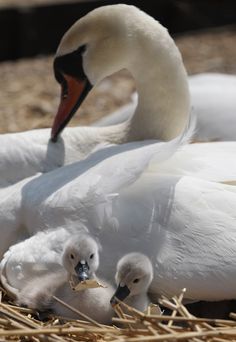 two adult swans and one baby swan are in the nest together on straw with their babies