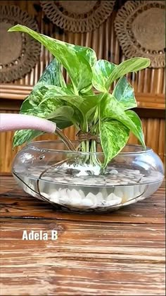 a potted plant in a glass bowl filled with water