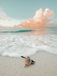 there is a small shell on the sand at the beach with waves coming in to shore