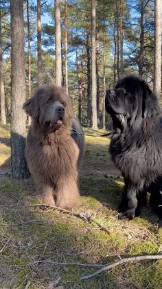 two large dogs are sitting in the woods