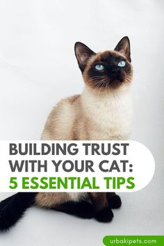 a siamese cat with the words building trust with your cat 5 essential tips on it