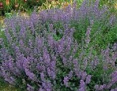 purple flowers are blooming in the garden