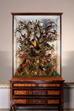 a display case with birds in it on top of a wooden dresser next to a wall