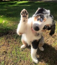 a dog that is sitting in the grass with its paws up and it's eyes wide open