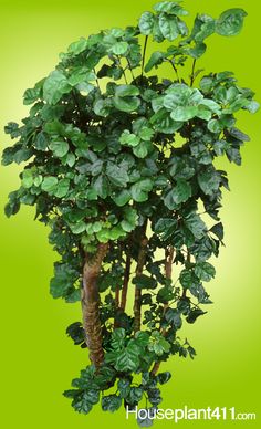 a potted plant with lots of green leaves