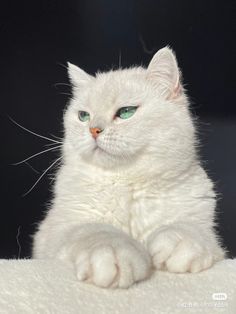 a white cat with green eyes sitting on top of a bed looking at the camera