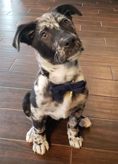 a black and white dog with a blue bow tie sitting on the floor looking up