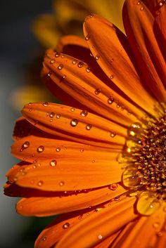 an orange flower with water droplets on it's petals and the center is yellow