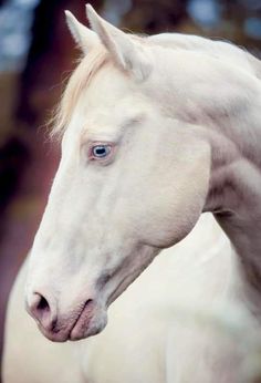 a white horse with blue eyes standing in front of trees