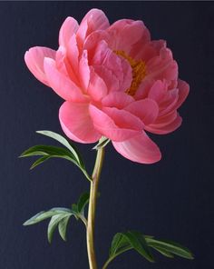 a pink flower with green leaves in a vase