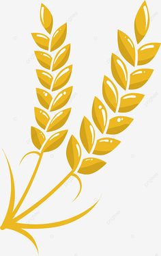 an image of two ears of wheat on a white background