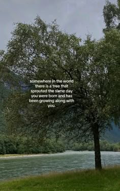 a tree sitting next to a river with a quote on the side that says, somewhere in the world