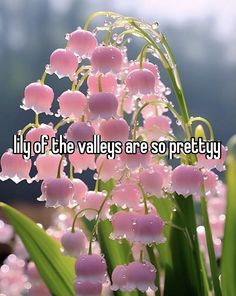 flowers with the words lily of the valley are so prettyy written on them in pink