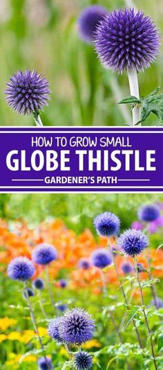 purple flowers with the title how to grow small globe thistle gardener's path