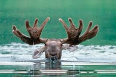 Moose Pictures, Photograph Art, Bull Moose, National Wildlife Federation, Mule Deer, Manx, National Park Service, Animal Photo