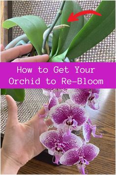 a person holding flowers with the words how to get your orchid to re - bloom